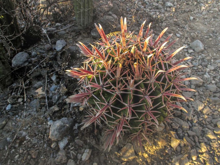 N BOTANICO ZAPOTITLÁN_9