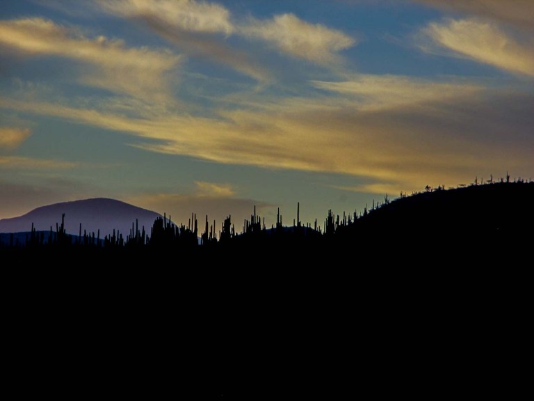 N BOTANICO ZAPOTITLÁN_9