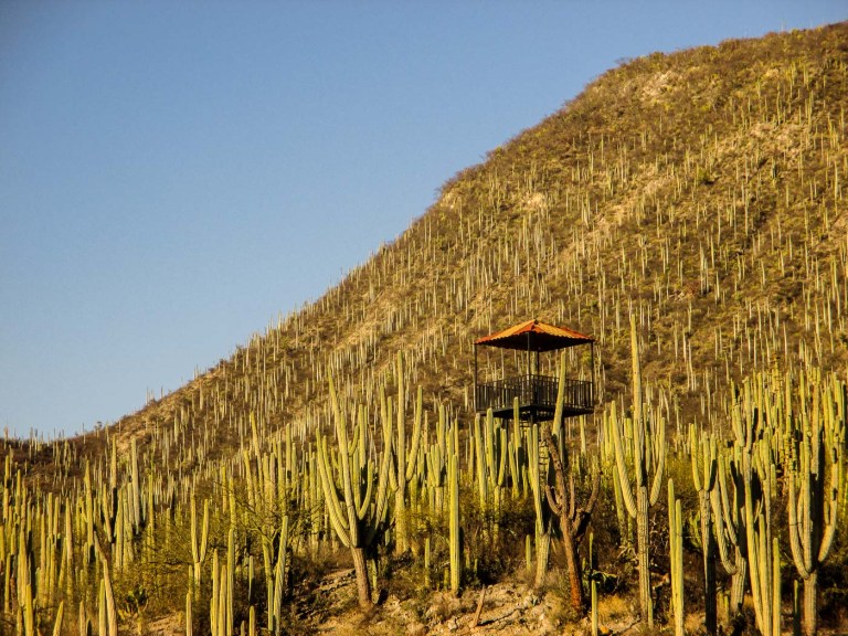 ador jardín botánico zapotitlan