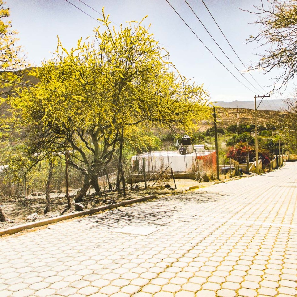 ARBOLES FLORES AMARILLAS DESIERTO_1