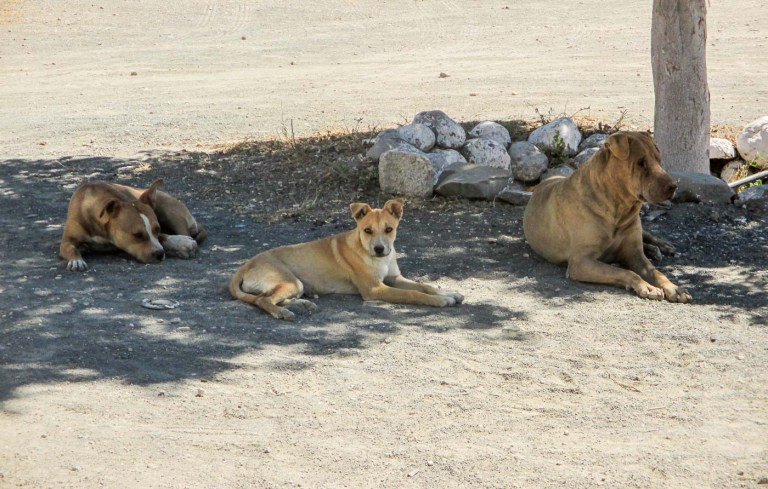 PERROS EN LA SOMBRA