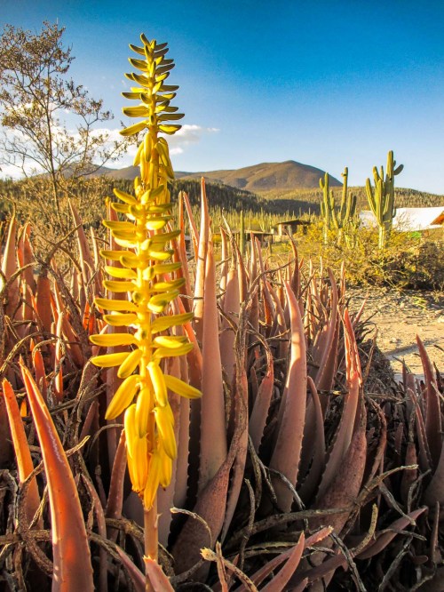 CACTUS FLORES AMARILLAS DESIERTO_7