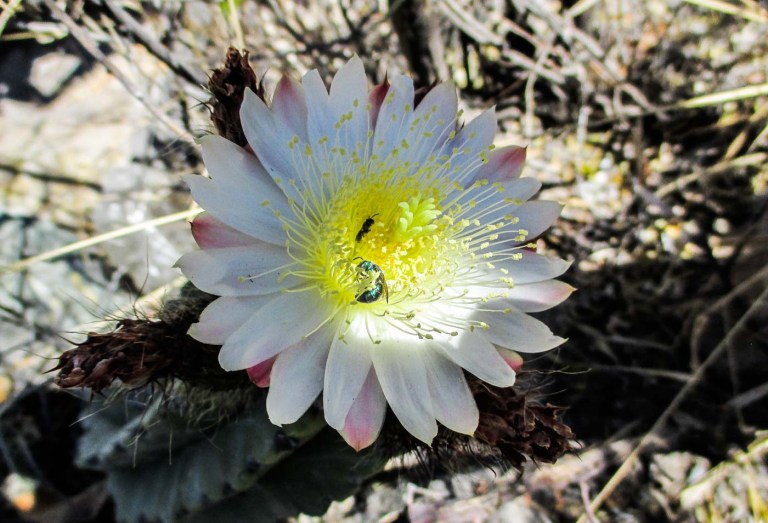 FLOR DE CACTUS