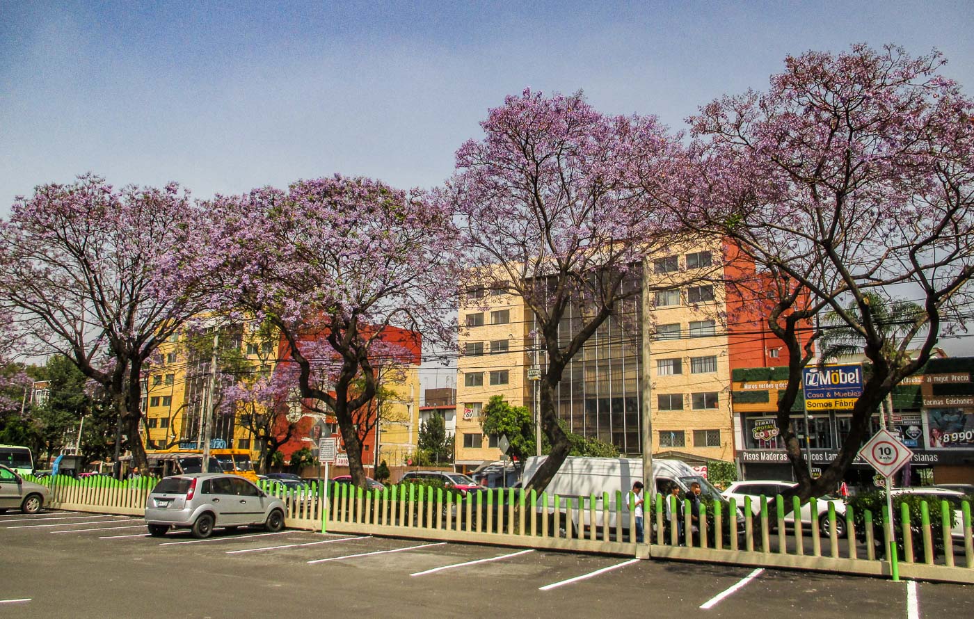 jacaranda ciudad de mexico_7
