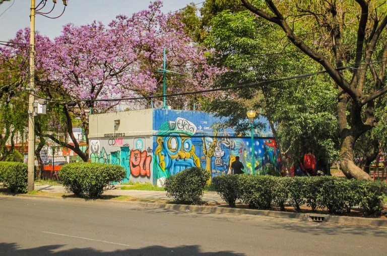 jacaranda ciudad de mexico_7