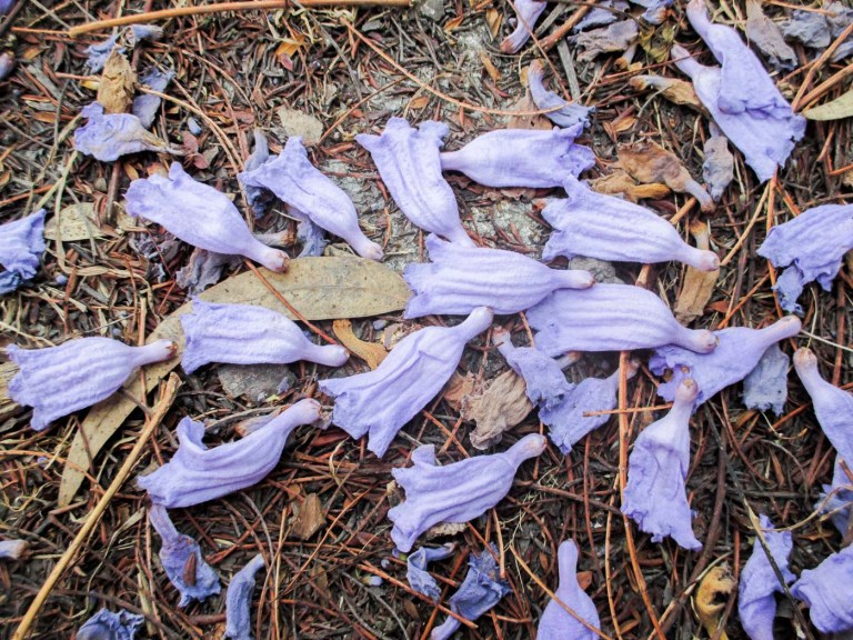 jacaranda ciudad de mexico_7