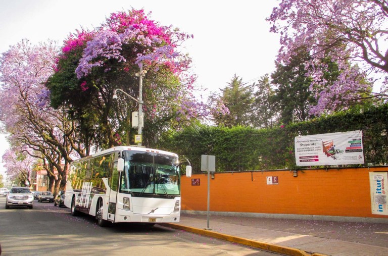 jacaranda ciudad de mexico_7