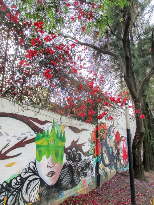 jacaranda ciudad de mexico_7