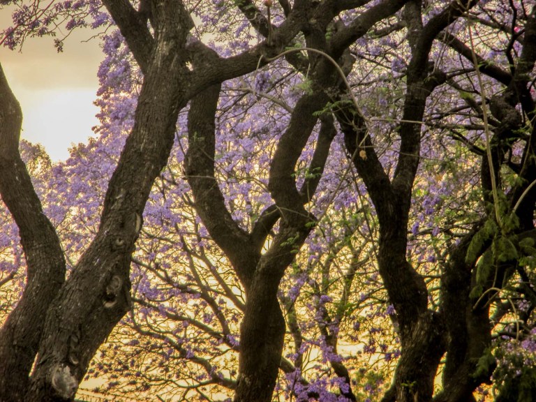 jacaranda ciudad de mexico_7