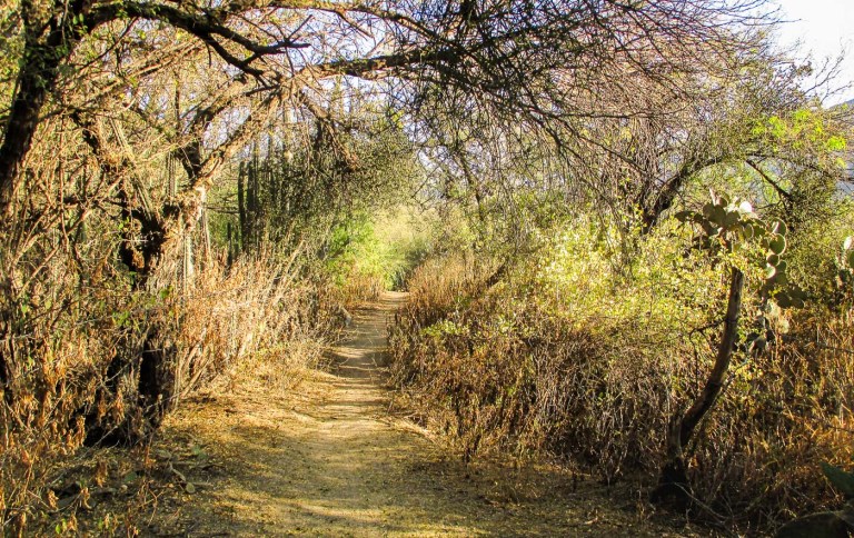 SENDERO EN RESERVA BIOSFERA TEHUACAN