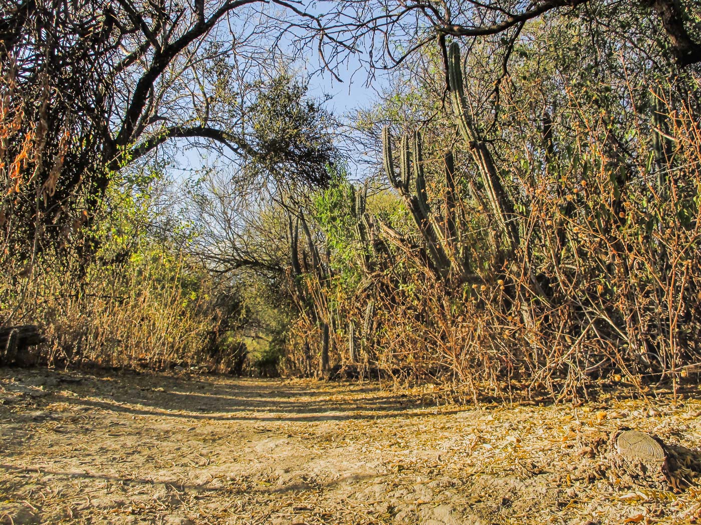 SENDERO EN RESERVA BIOSFERA TEHUACAN