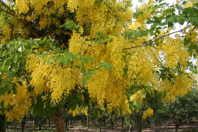 ÁRBOL LLUVIA DE ORO