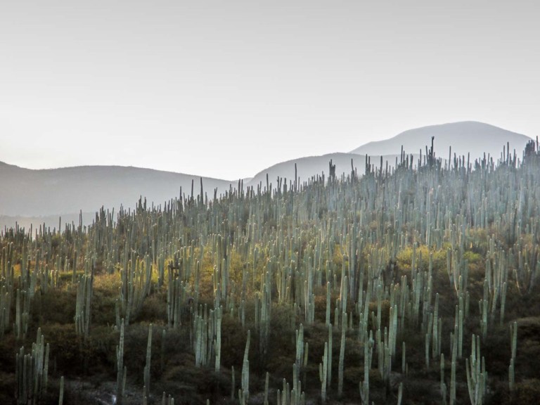CACTUS JARDIN BOTANICO ZAPOTITLÁN