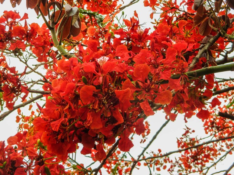 FLAMBOYÁN TEHUACÁN