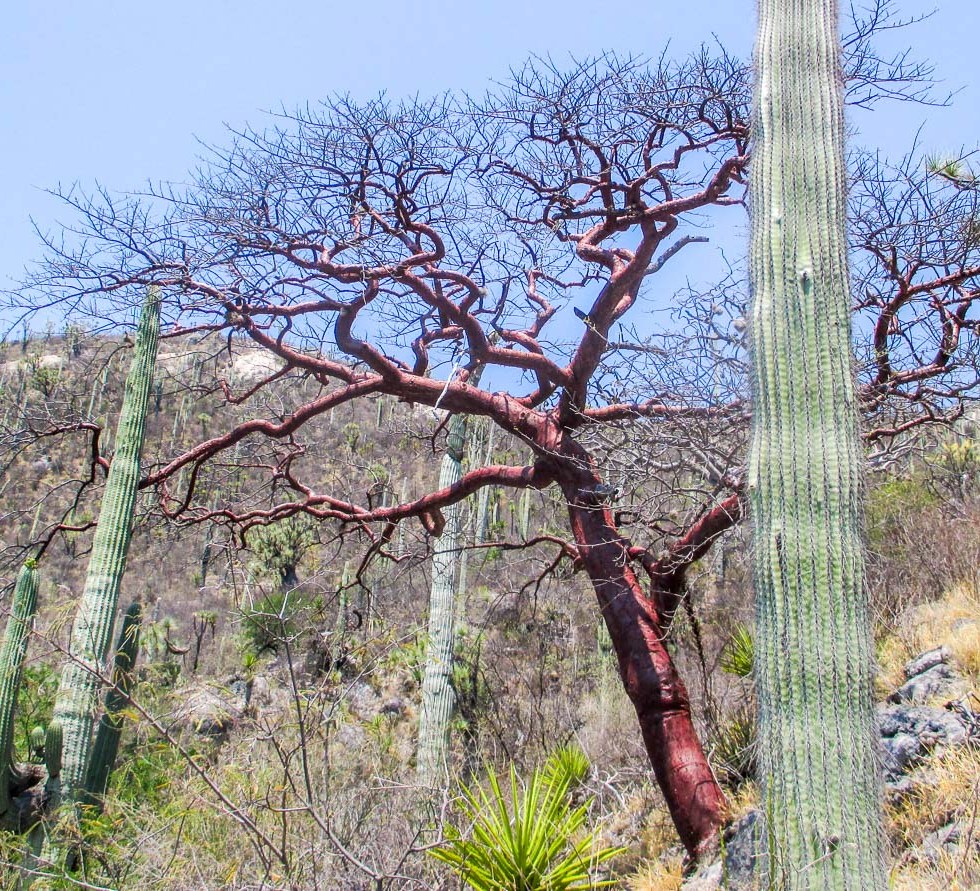 IMAGENES DEL DESIERTO_9