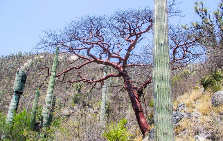 IMAGENES DEL DESIERTO_9