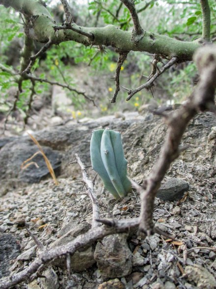 CACTUS PEQUEÑO