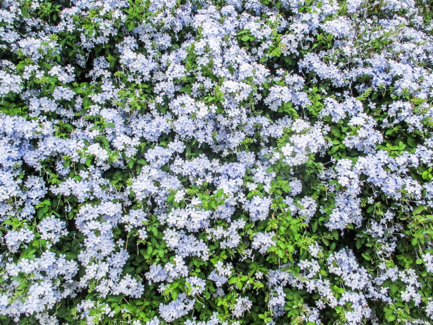 FLORES
