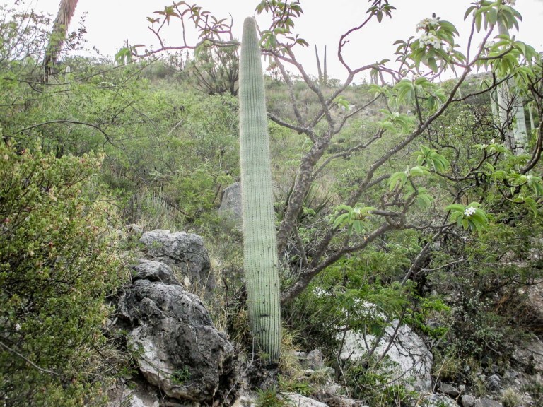 ZAPOTITLÁN _cactus