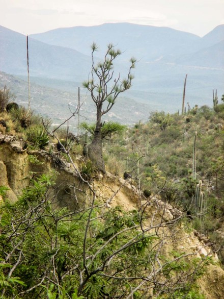 MONTAÑA ENTRE NUBES