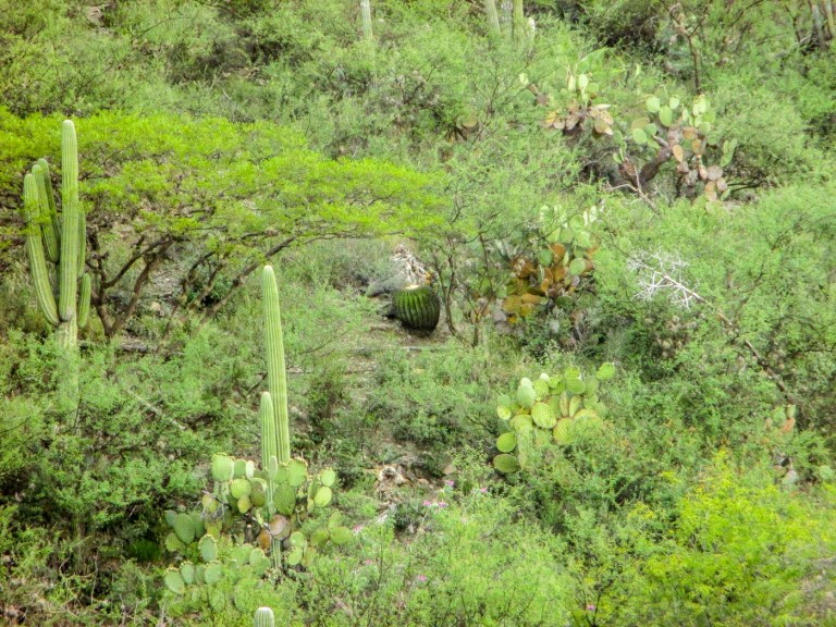 ZAPOTITLÁN SALINAS_10