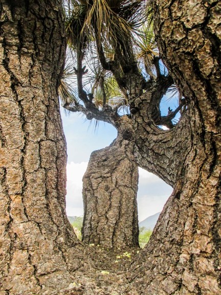 ZAPOTITLÁN SALINAS_10