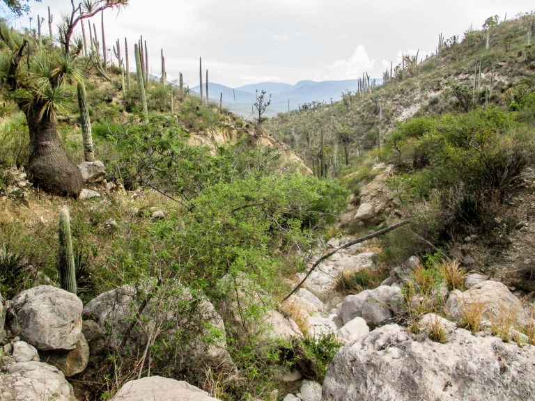 ZAPOTITLÁN SALINAS_10