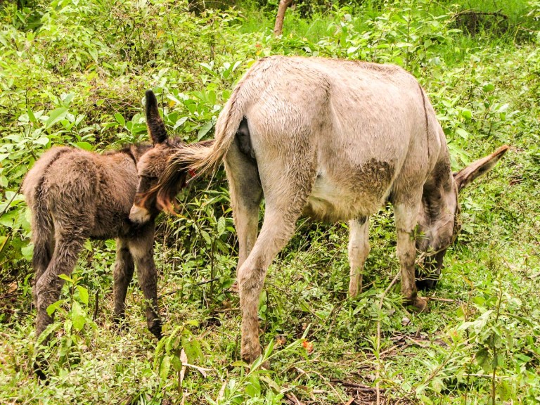 burra con su cría