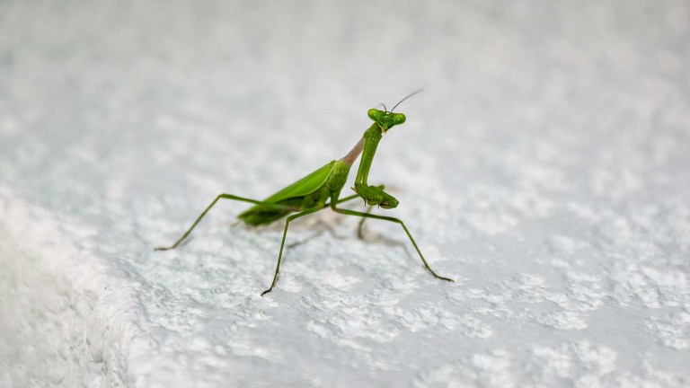 MANTIS RELIGIOSA
