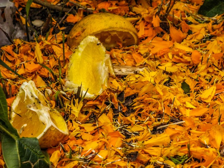 DÍA DE MUERTOS CHIAPAS_