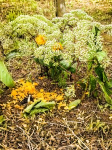 DÍA DE MUERTOS CHIAPAS_