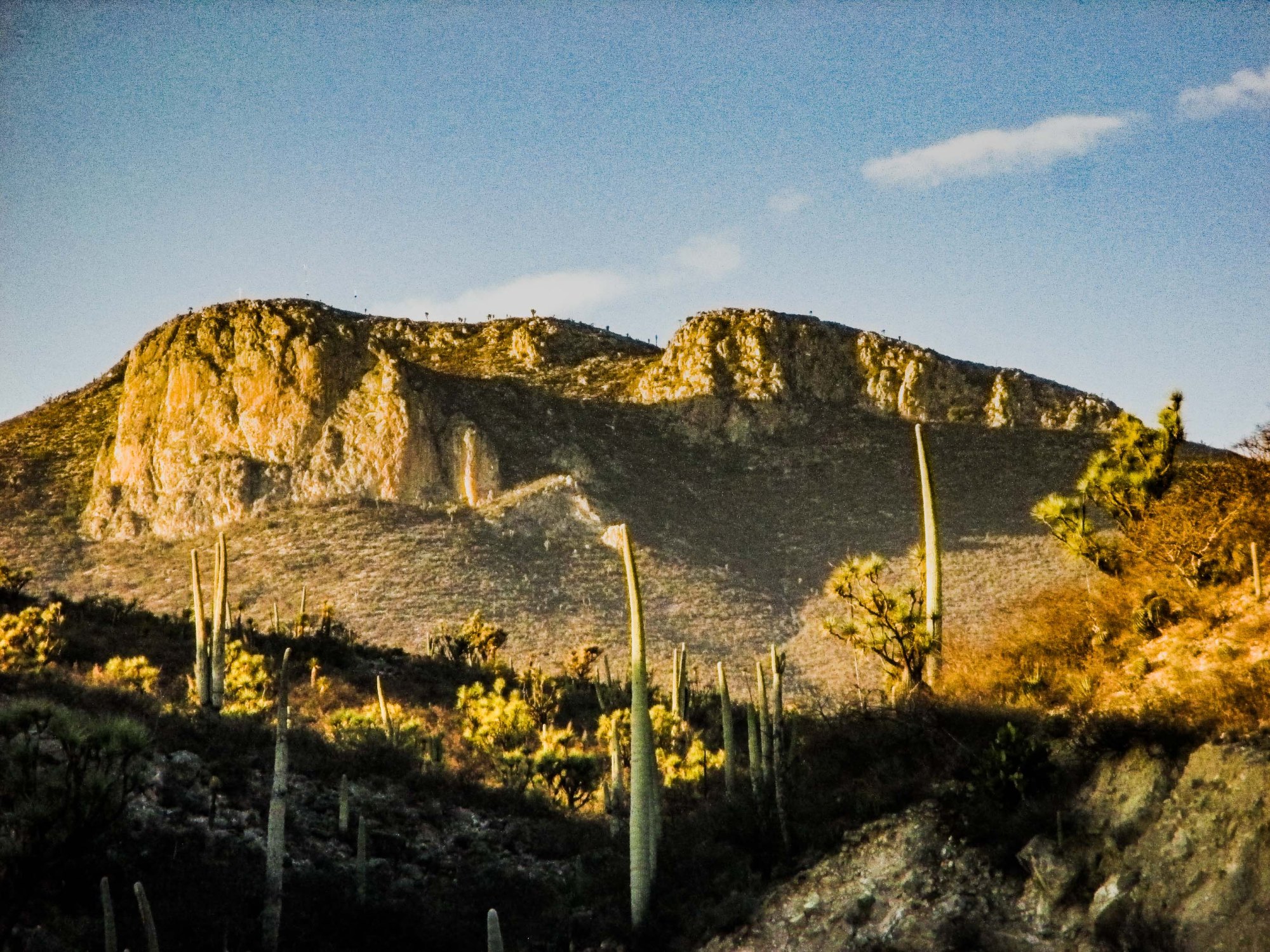 DESIERTO CACTUS COLUMNARES_5