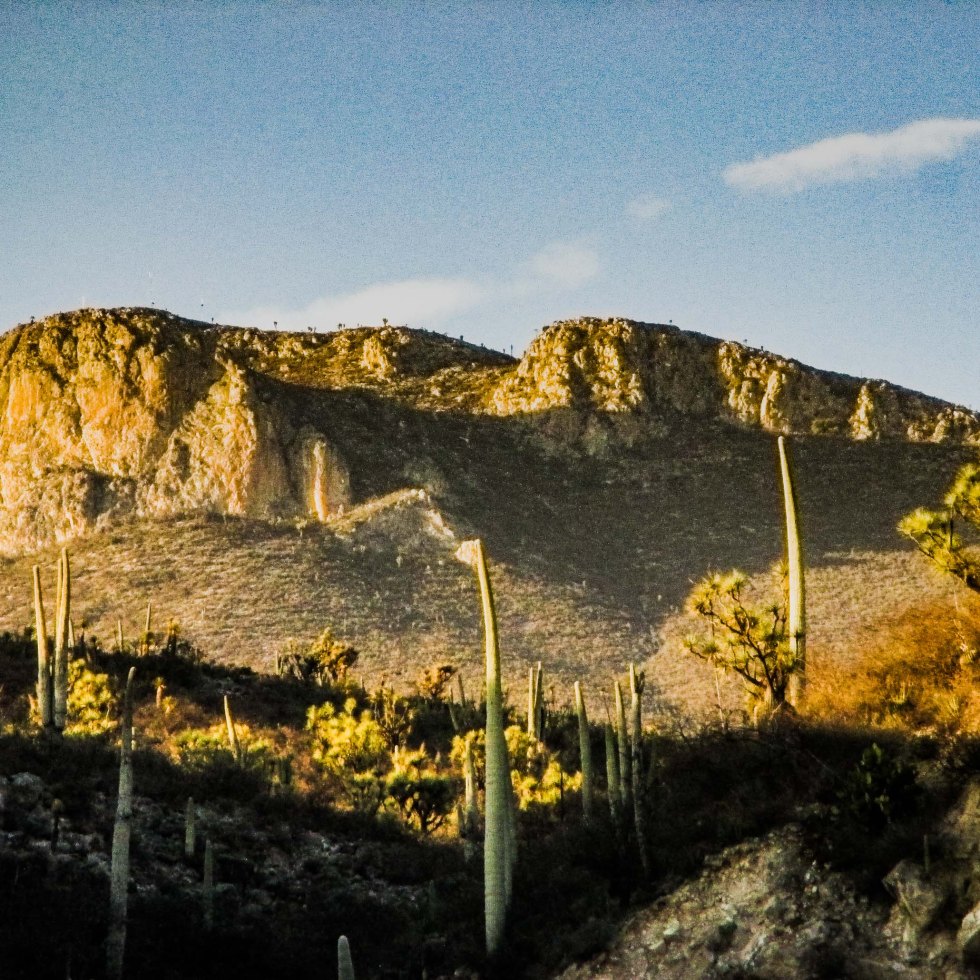 DESIERTO CACTUS COLUMNARES_5