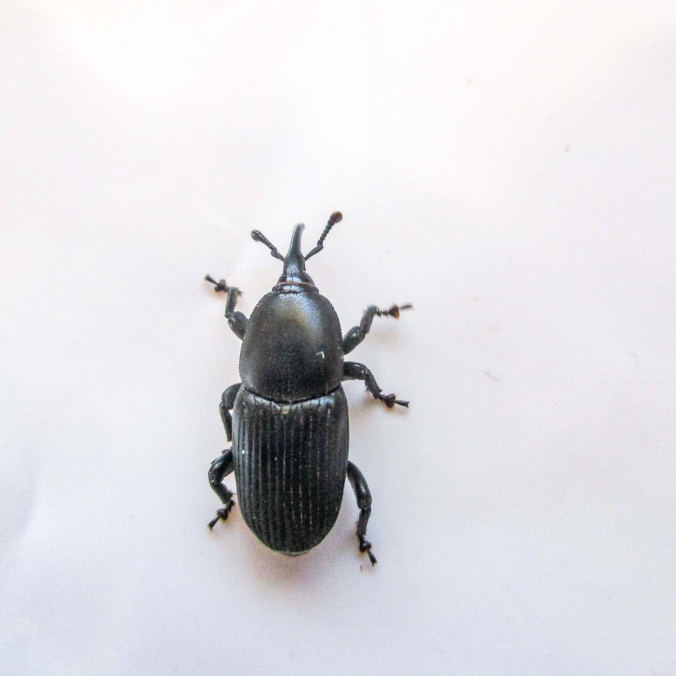 escarabajo haciendo de muertito 12