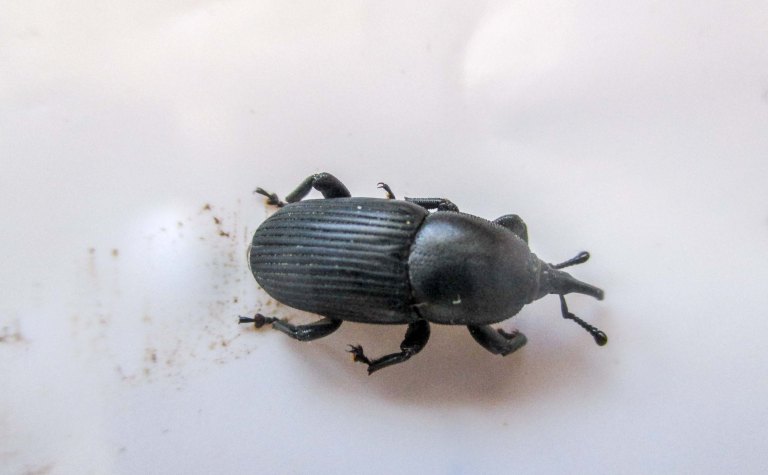 escarabajo haciendo de muertito 12