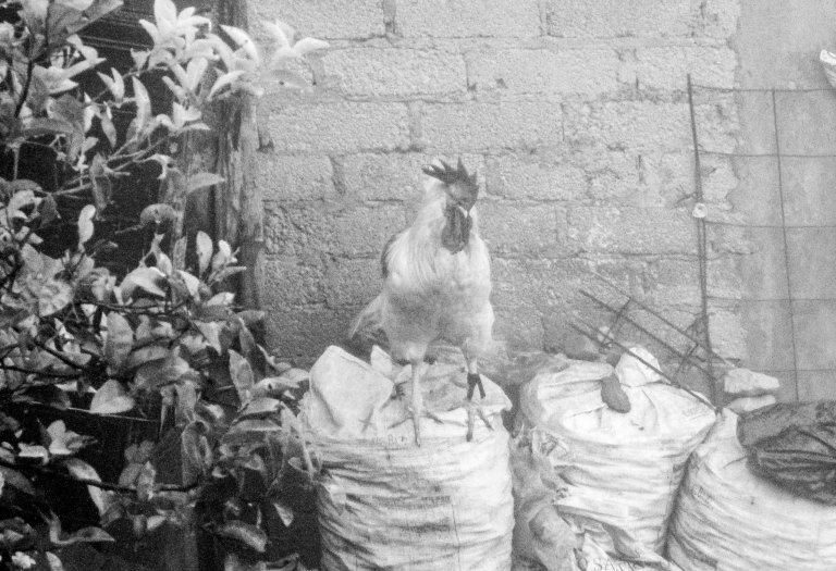 gallo blanco y negro_1