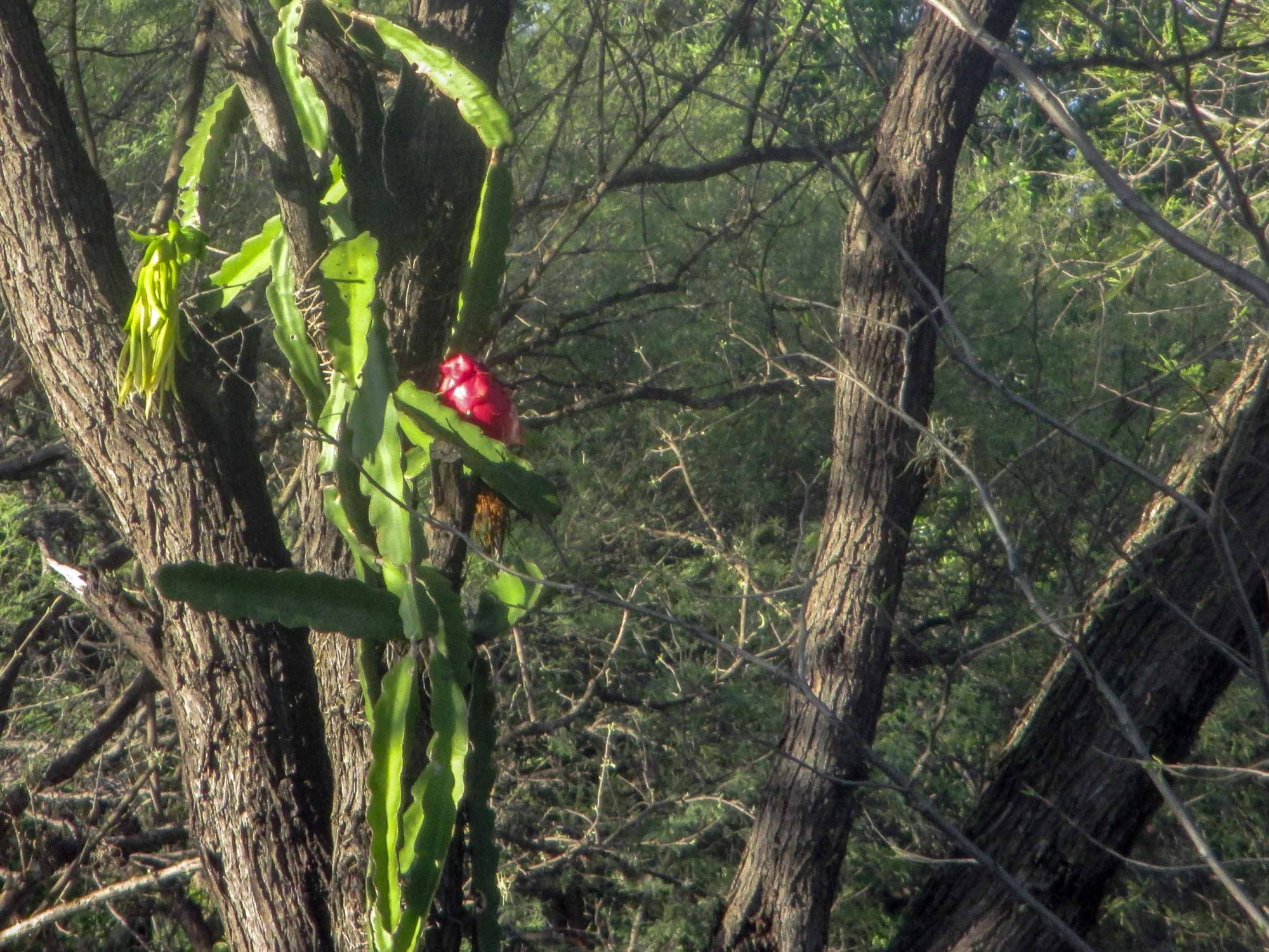 pitaya en el árbol