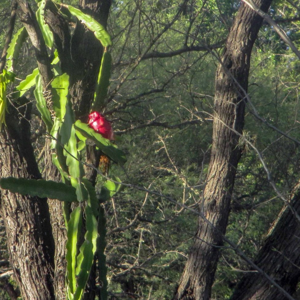 pitaya en el árbol