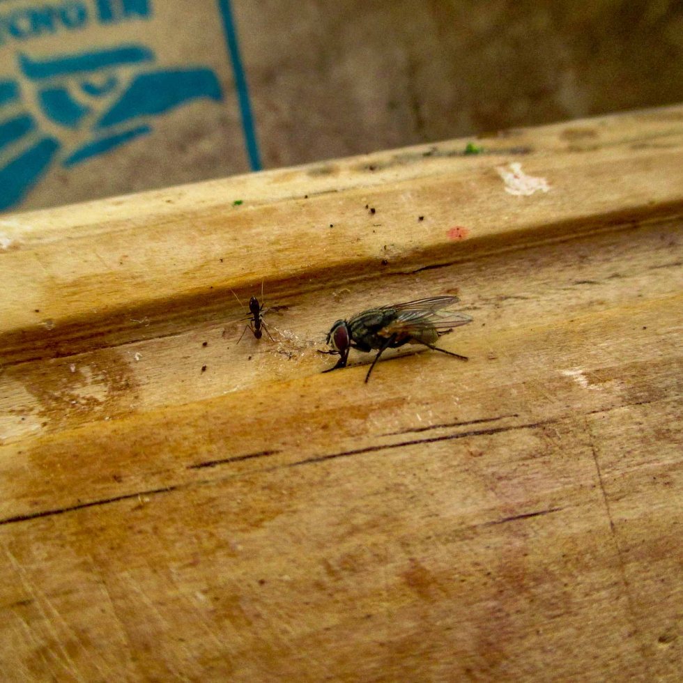 mosca y hormiga