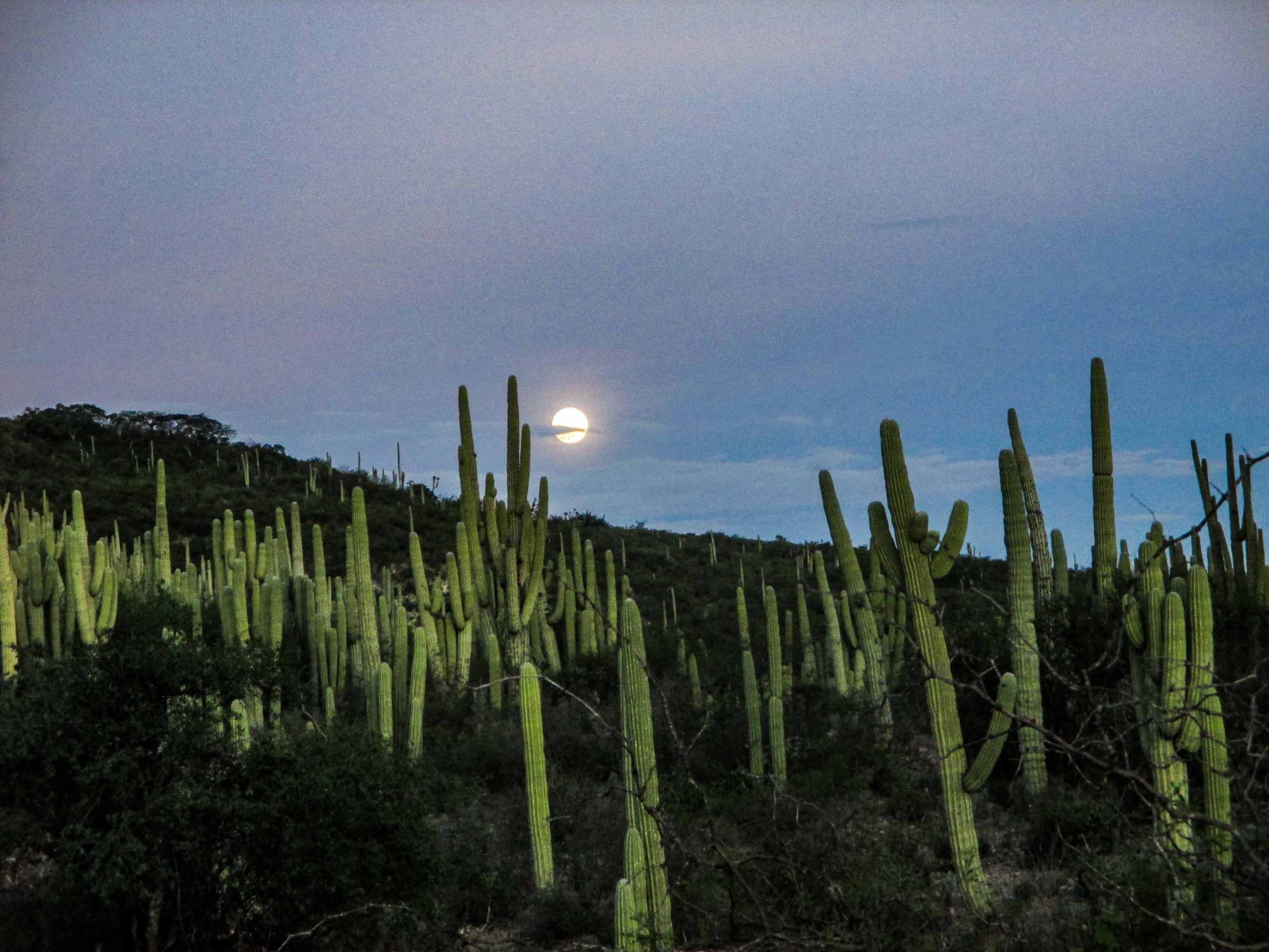 luna llena de la cosecha