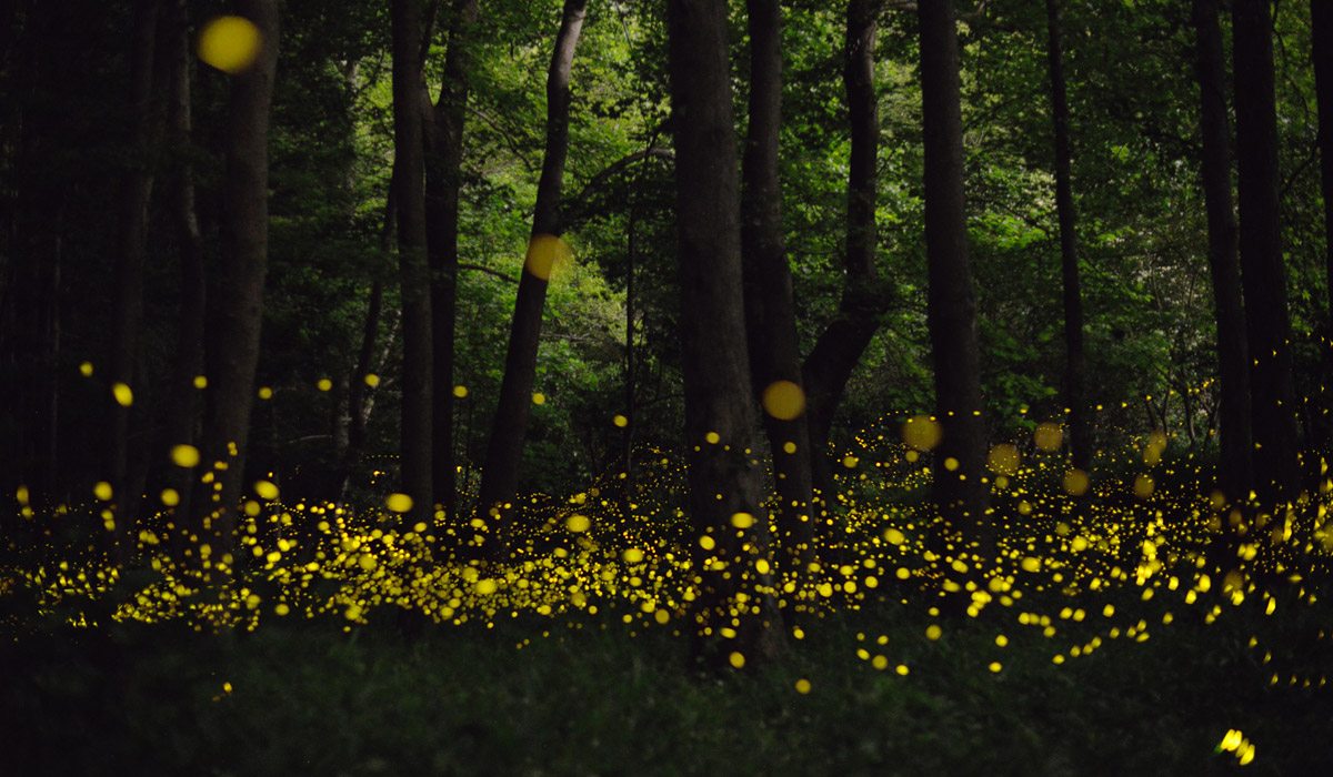 santuario-de-las-luciernagas