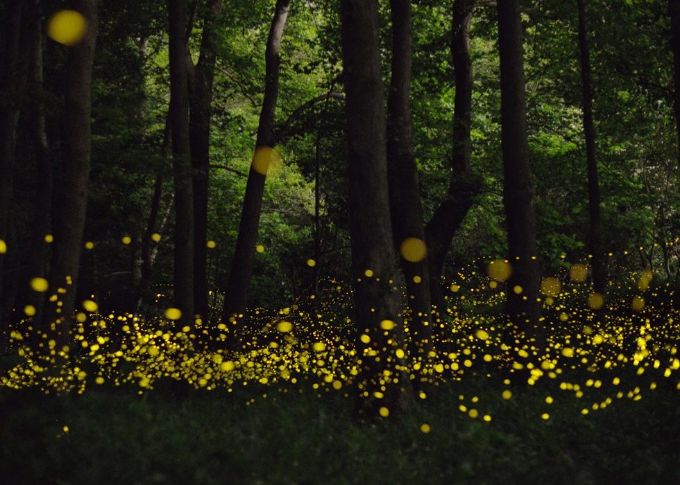 santuario-de-las-luciernagas