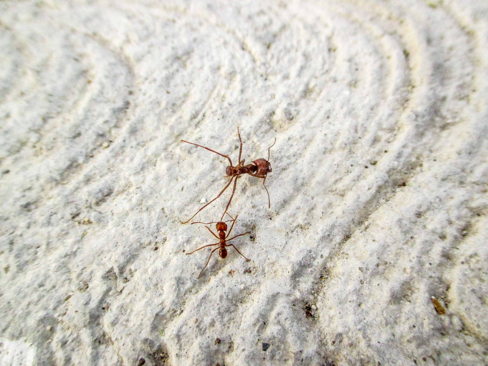 hormigas arrieras c_3