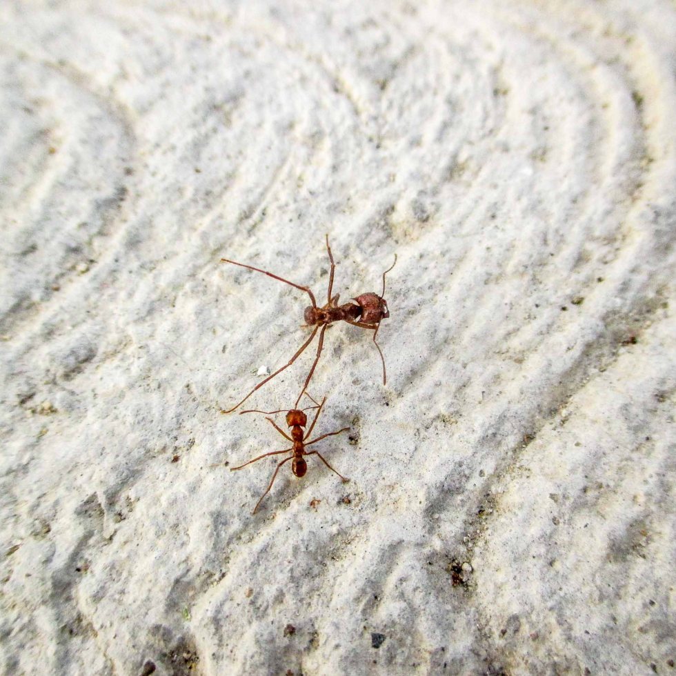 hormigas arrieras c_3