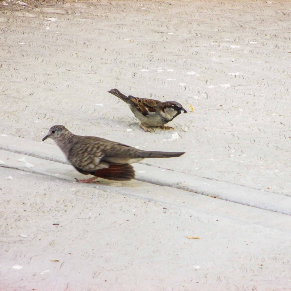tortola y gorrión