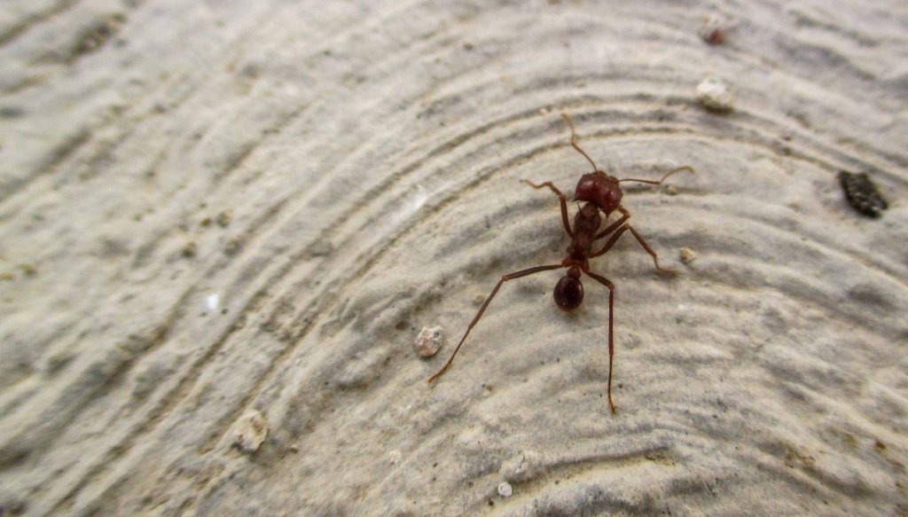 hormigas arrieras_10