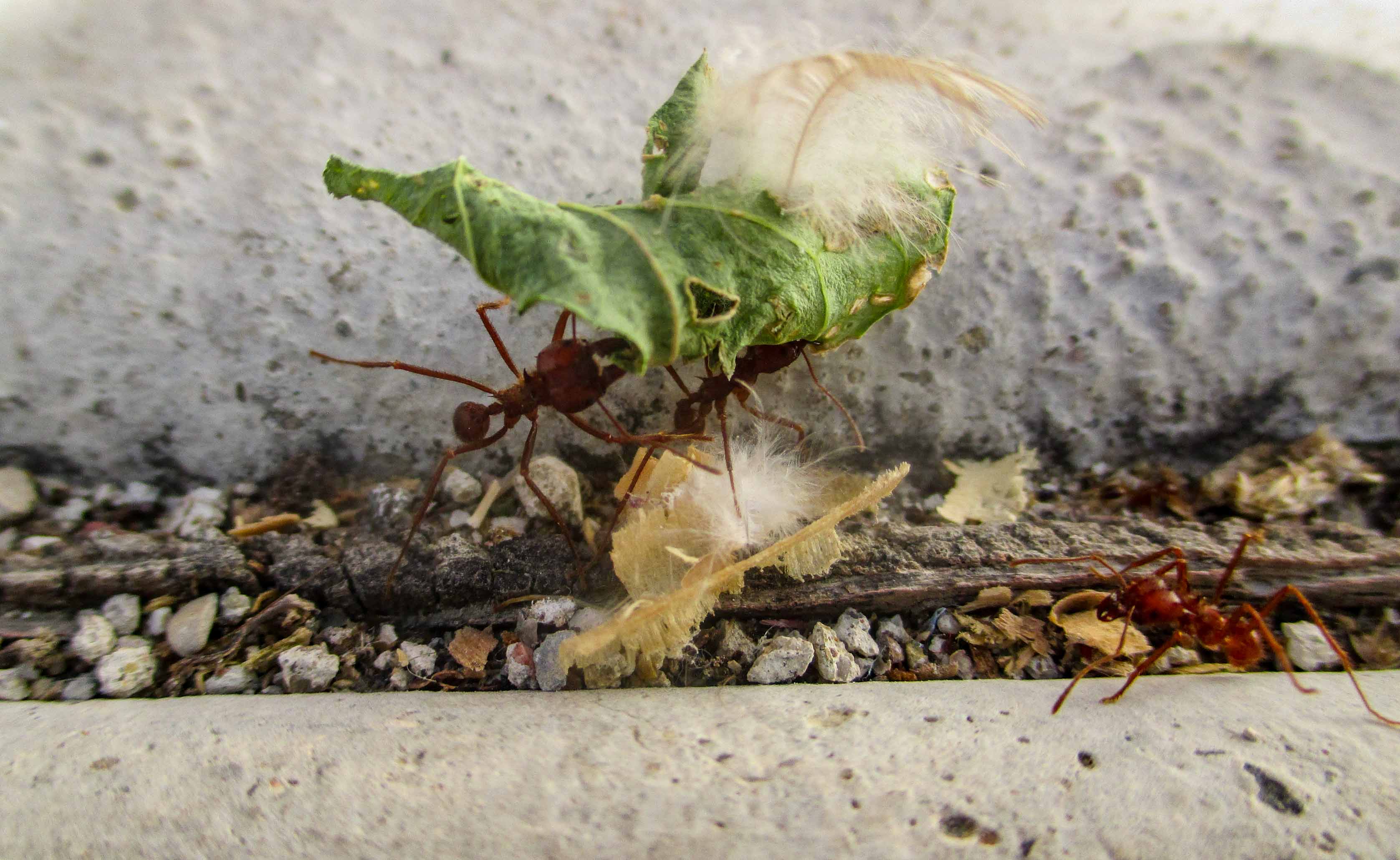 hormigas arrieras_7
