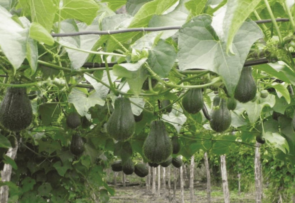 espaldadera-de-chayote-chilo_n