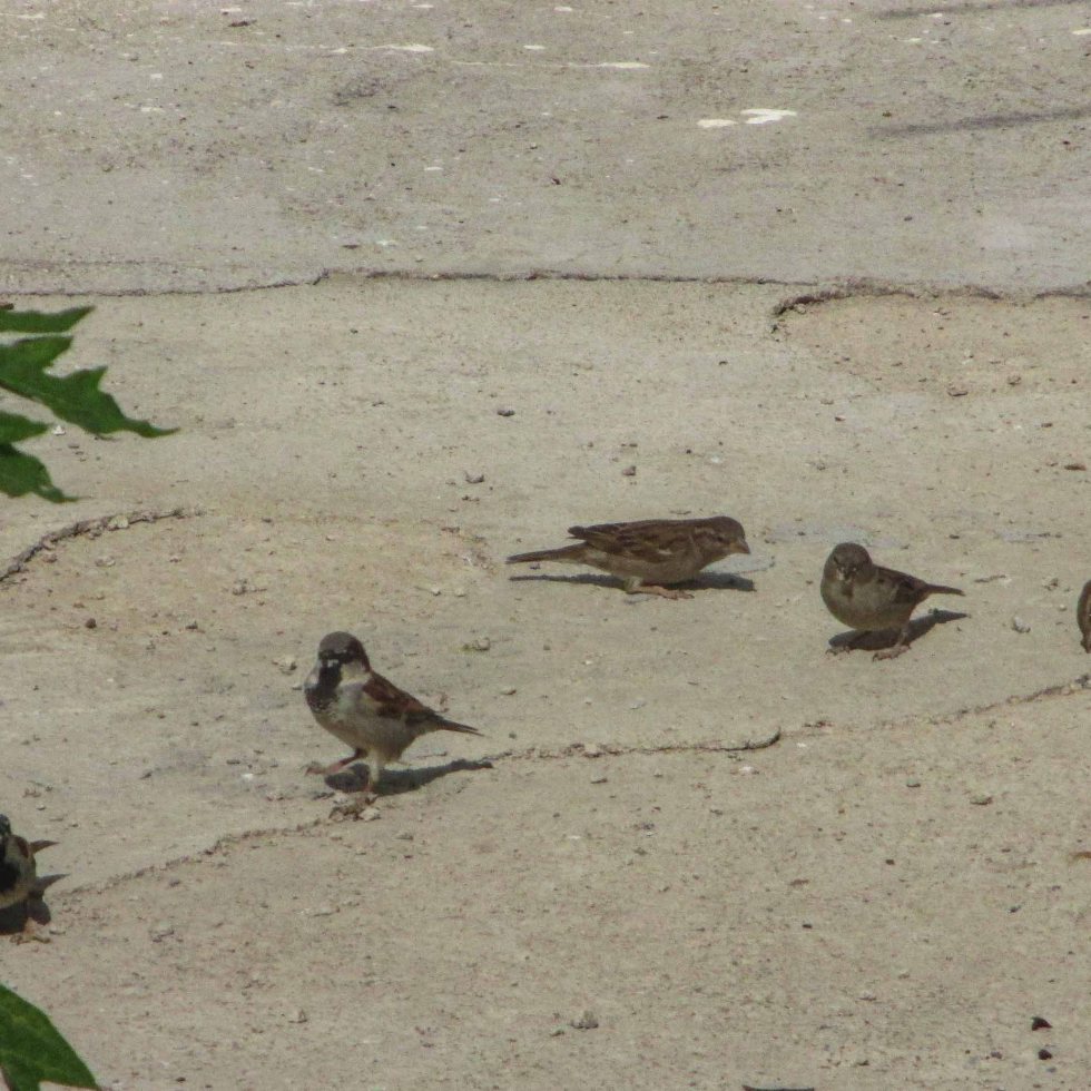 gorriones_4