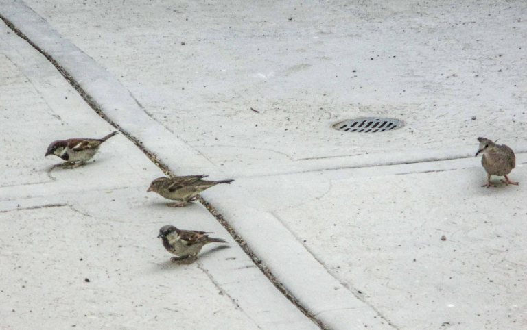 gorriones_4